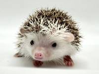 hedgehog photo