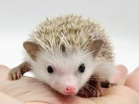 hedgehog photo