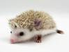 photo of hedgehog for sale