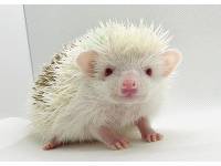 hedgehog photo