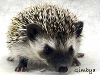 photo of hedgehog Gimbya, for sale
