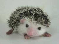 Terence