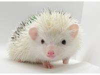 hedgehog photo