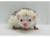 hedgehog photo