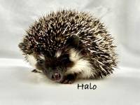 hedgehog photo