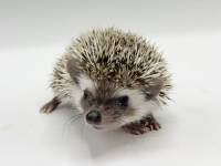 hedgehog photo