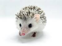 hedgehog photo