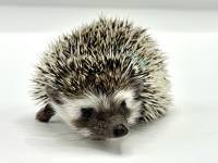 hedgehog photo