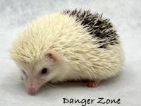 hedgehog photo