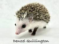 hedgehog photo