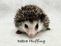 Debra Huffing
