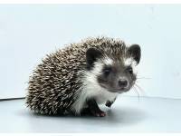 hedgehog photo