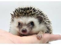 hedgehog photo