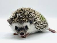 hedgehog photo