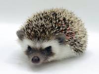 hedgehog photo