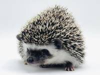 hedgehog photo