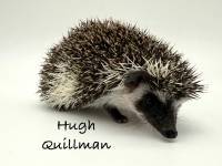 hedgehog photo
