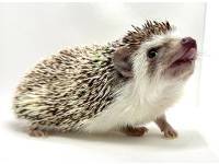 hedgehog photo