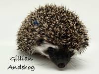 hedgehog photo