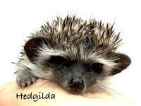 hedgehog photo