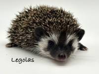 hedgehog photo