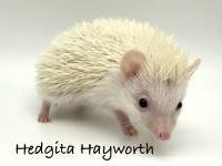 hedgehog photo