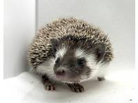 hedgehog photo