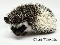 photo of hedgehog Ollie Tamale, for sale