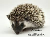 photo of hedgehog Conan Quillbrain, for sale