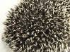 photo of hedgehog Oatmeal, for sale