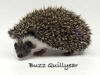 photo of hedgehog Buzz Quillyear, for sale
