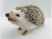 hedgehog photo