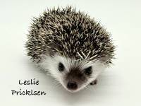 photo of hedgehog Leslie Pricklsen, for sale