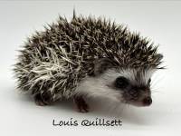 photo of hedgehog Louis Quillsett, for sale