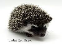 photo of hedgehog Luke Quillson, for sale