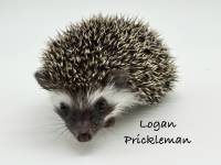 photo of hedgehog Logan Prickleman, for sale