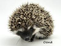 hedgehog photo