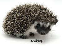 photo of hedgehog Ollipop, for sale