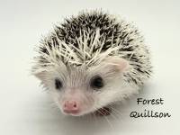 hedgehog photo