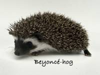 hedgehog photo