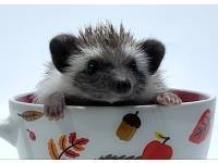 hedgehog photo