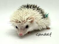 hedgehog photo