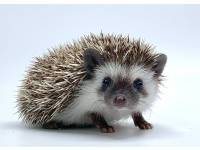 hedgehog photo