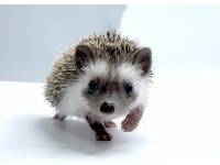 hedgehog photo