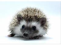 hedgehog photo