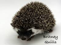 photo of hedgehog Britney Quills, for sale