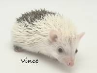 photo of hedgehog Vince, for sale