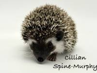 photo of hedgehog Cillian Spine-Murphy, for sale