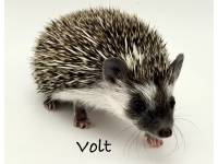 photo of hedgehog Volt, for sale
