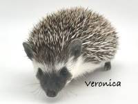 photo of hedgehog Veronica, for sale